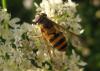 Epistrophe grossulariae